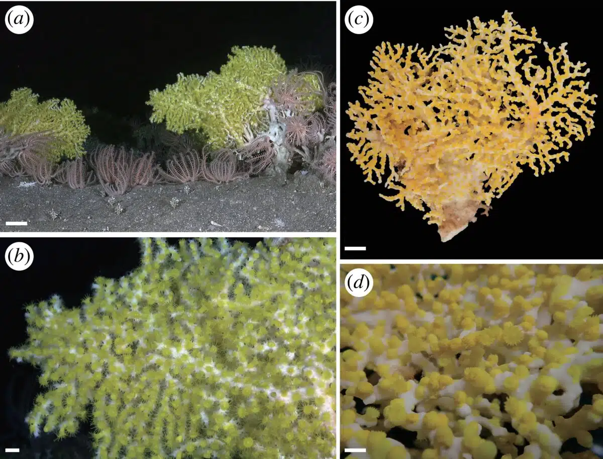 Images Of External Morphology Of Corallizoanthus Aureus