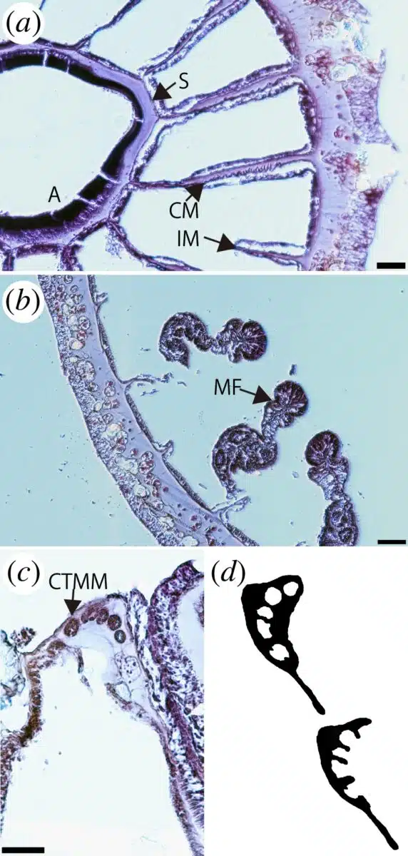 Images Of Internal Morphology Of Corallizoanthus Aureus