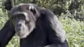 Pasa the chimp, filmed by Hanna Schleihauf. Apes recognise social partners not seen for years