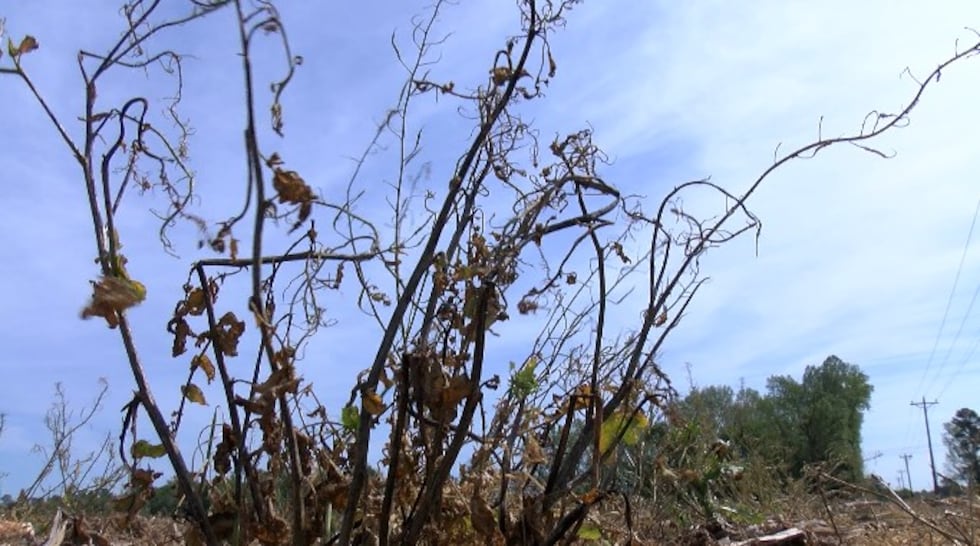 FILE PHOTO -- Most N.C. counties have been declared "natural disaster areas" due to the...
