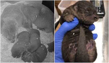 Detroit Zoo river otters welcome 3 pups