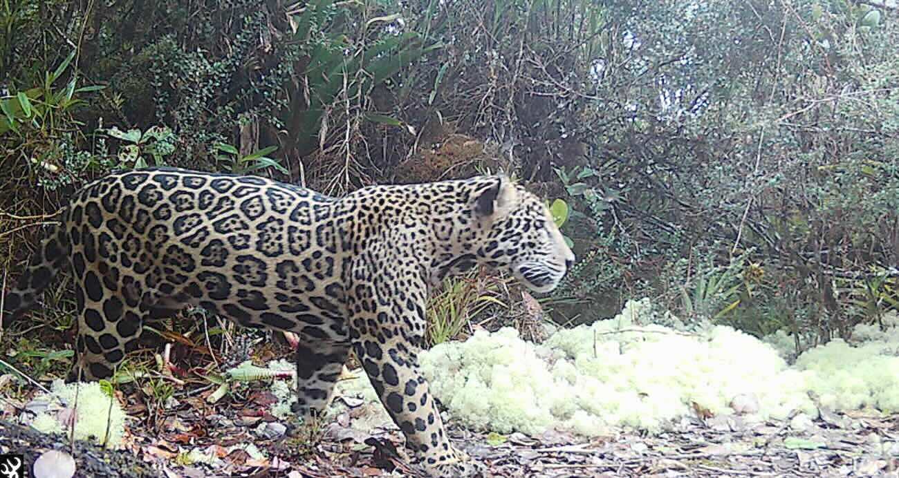 ‘Cloud Jaguar’ Sighting Is First in a Decade Caught on a Trail Cam in Honduras