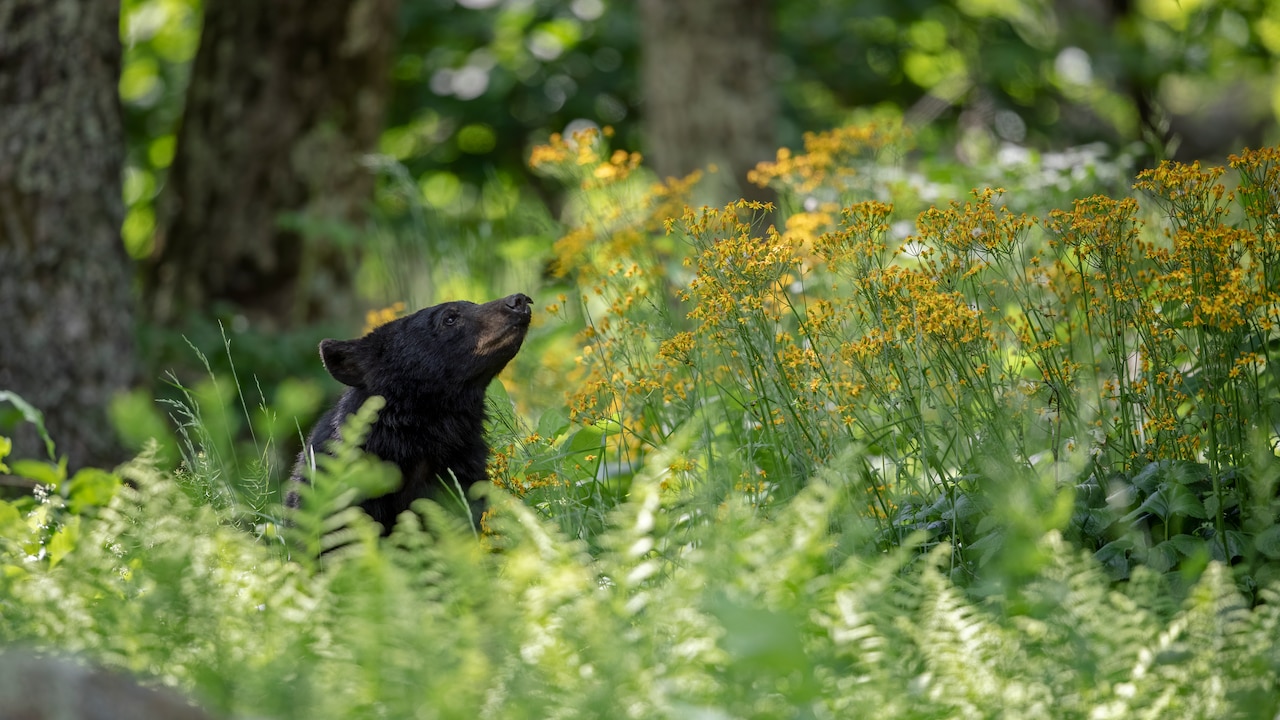 Maryland black bears: Tips to avoid attracting them