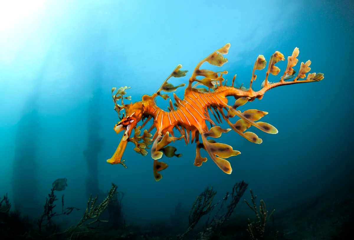 Leafy sea dragon in South Australia