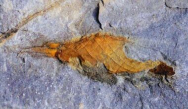 Locked Inside Ancient Rock, This 310 Million Year Old Shark Egg Case Has Just Been Found Preserved Against All Odds
