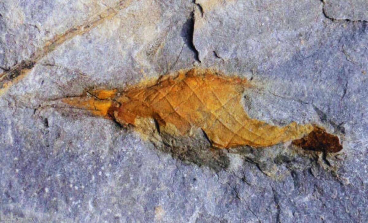 Locked Inside Ancient Rock, This 310 Million Year Old Shark Egg Case Has Just Been Found Preserved Against All Odds