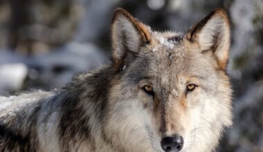 Are wolves an endangered species? – Deseret News