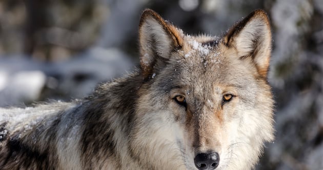 Are wolves an endangered species? – Deseret News