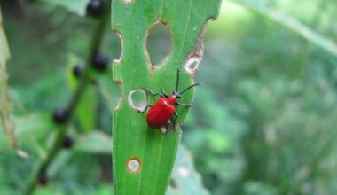 This invasive beetle is spreading across Michigan -- what to know, how to spot it