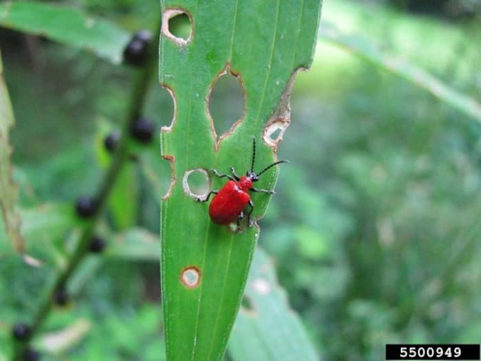 This invasive beetle is spreading across Michigan -- what to know, how to spot it