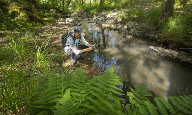 Quinton Martins, the founder of the Living With Lions research project, looks for tracks while following a mountain lion in the hills above Sonoma Valley in 2025. (John Burgess/The Press Democrat)