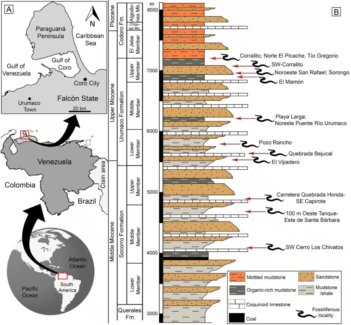 Map Of Fossil Sites And Sediment Layers In Venezuela Where Anaconda Remains Were Found.