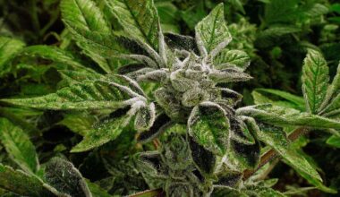 In this Sept. 15, 2015 file photo, marijuana plants with their buds covered in white crystals called trichomes, are a few weeks away from harvest at the Ataraxia medical marijuana cultivation center in Albion, Ill.. (AP Photo/Seth Perlman, File)