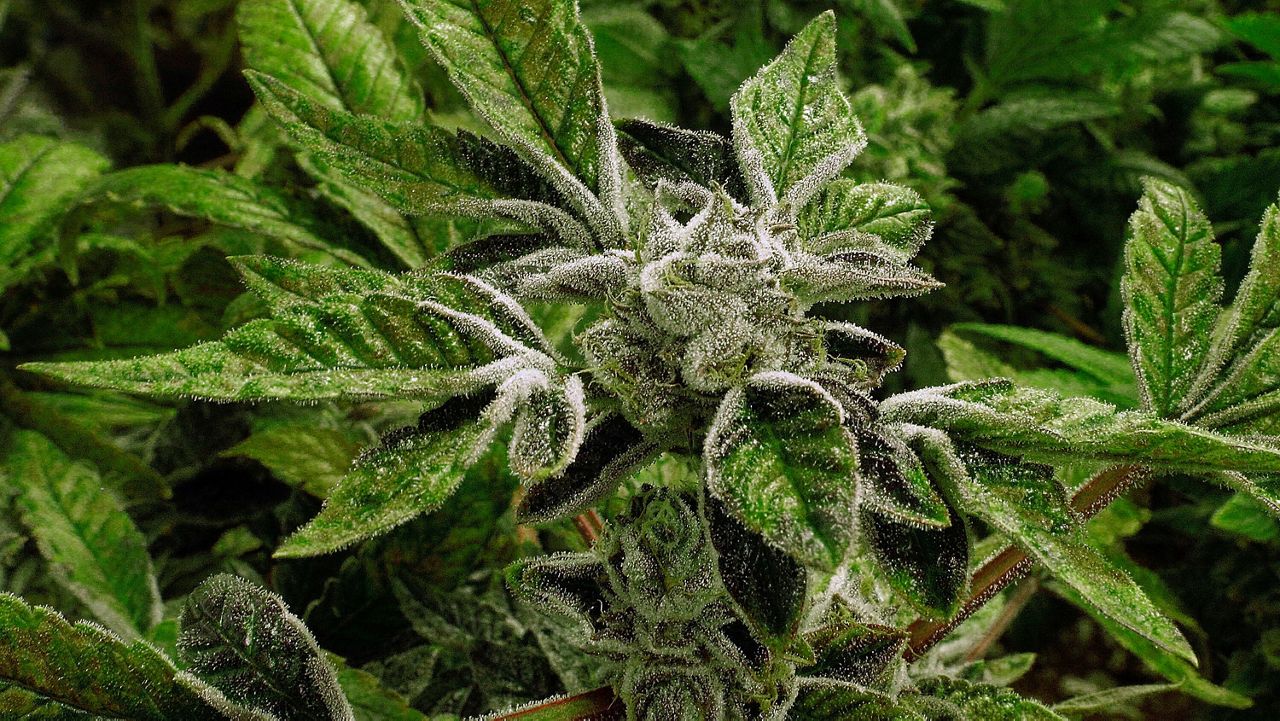 In this Sept. 15, 2015 file photo, marijuana plants with their buds covered in white crystals called trichomes, are a few weeks away from harvest at the Ataraxia medical marijuana cultivation center in Albion, Ill.. (AP Photo/Seth Perlman, File)