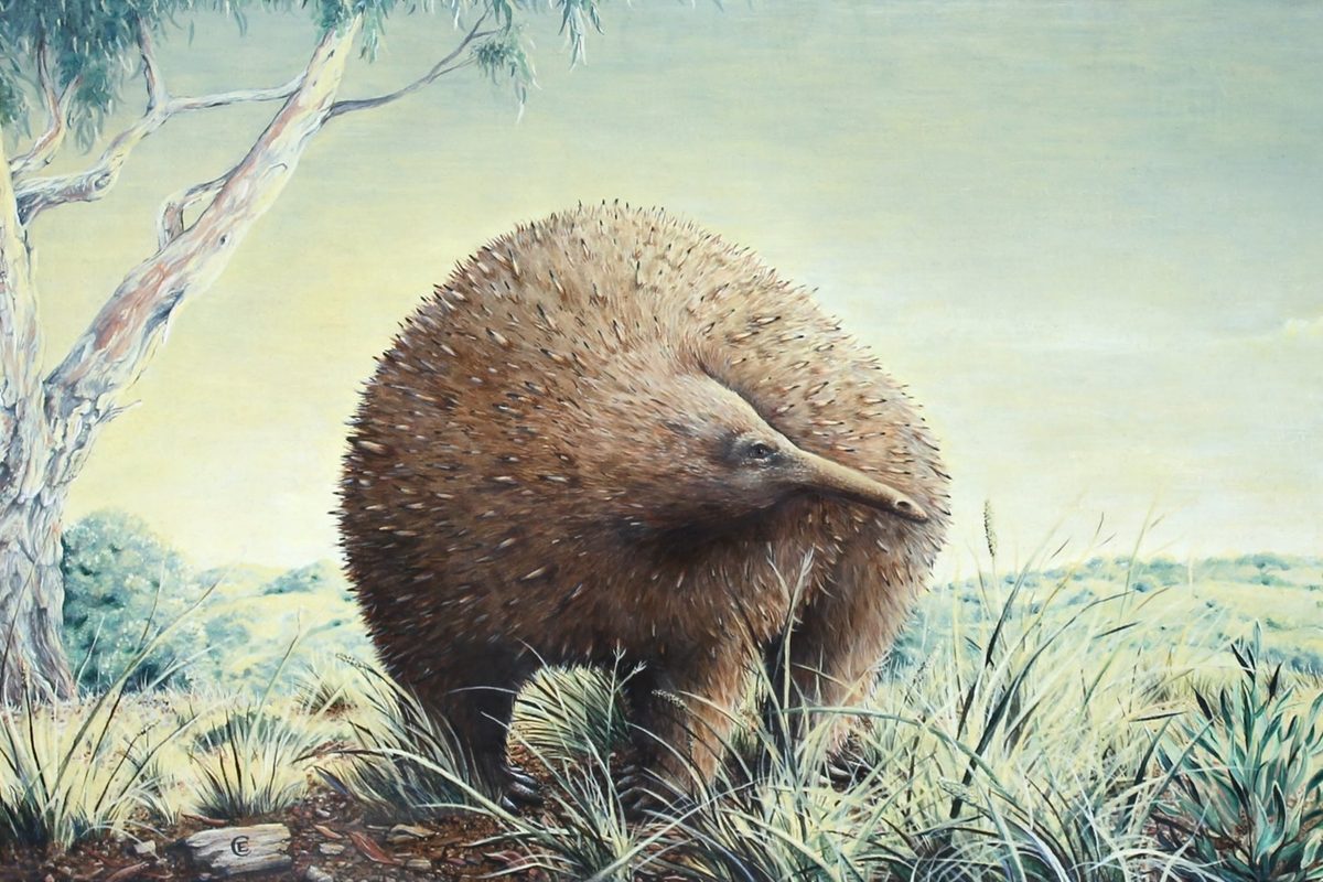Owen’s giant echidna