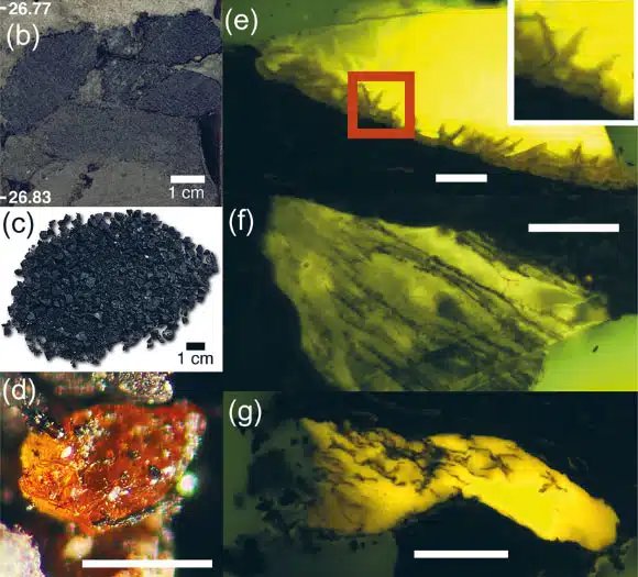 Microscopic And Macroscopic Views Of Antarctic Amber Fragments, Showing Resin Structure, Sediment Context, And Possible Organic Inclusions Preserved Within The Fossilized Material.