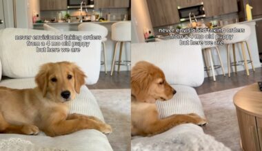 Golden Retriever Puppy Has Orders for Mom Like She Never Saw Coming
