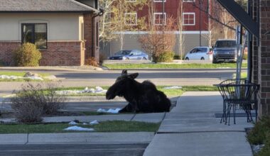 Moose naps outside Montana radio station 'The Moose'