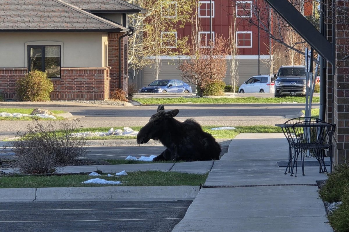 Moose naps outside Montana radio station 'The Moose'