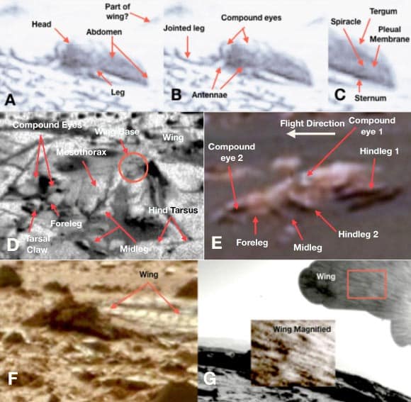 Nasa Rover Captures Possible Insect Like Life On Mars, Showing Wings And Legs.