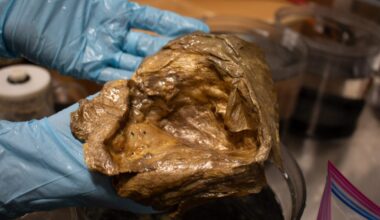 Scientists Finally Solve Mystery of 'Golden Orb' Found on Alaskan Seafloor