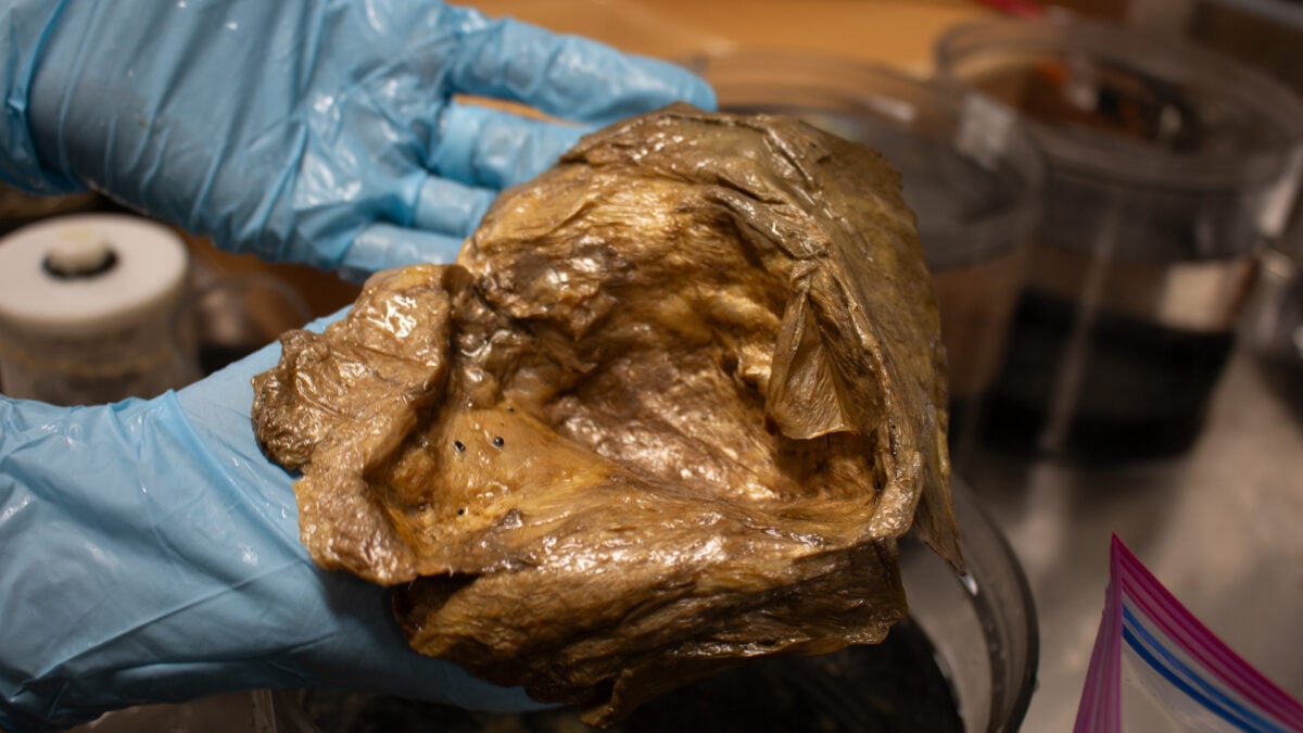 Scientists Finally Solve Mystery of 'Golden Orb' Found on Alaskan Seafloor