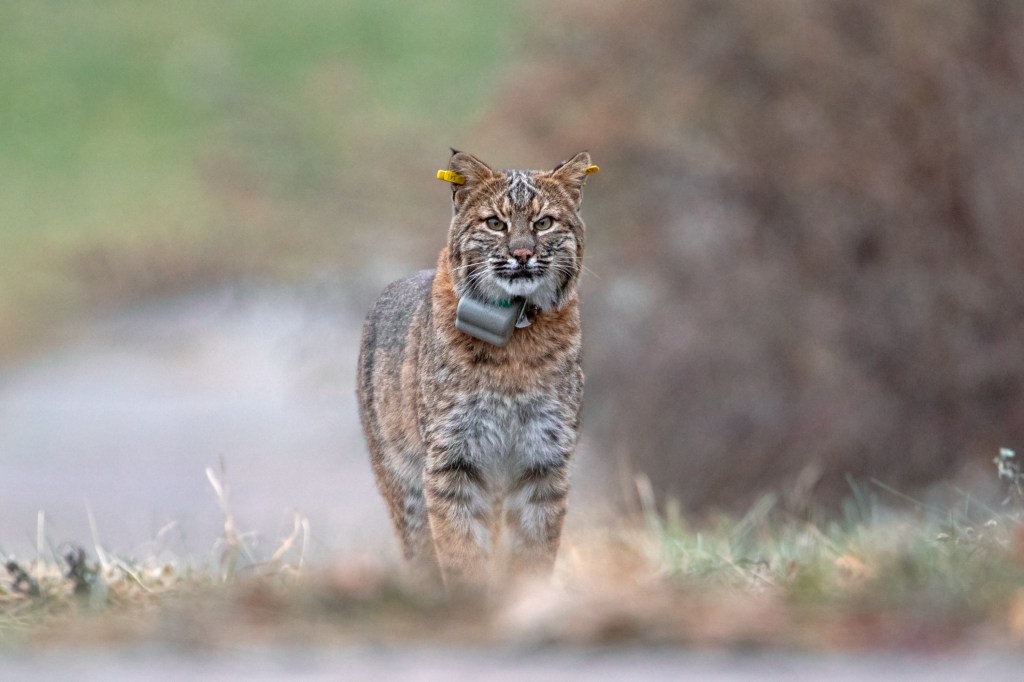 Bobcat spotted in a CT town, residents are asked to be aware of surroundings