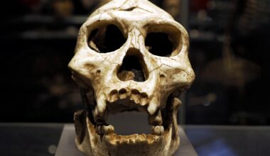 Neanderthal Prehistoric Skull Human Ancestor Evolution