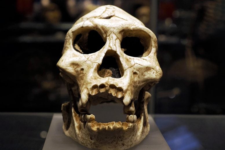 Neanderthal Prehistoric Skull Human Ancestor Evolution
