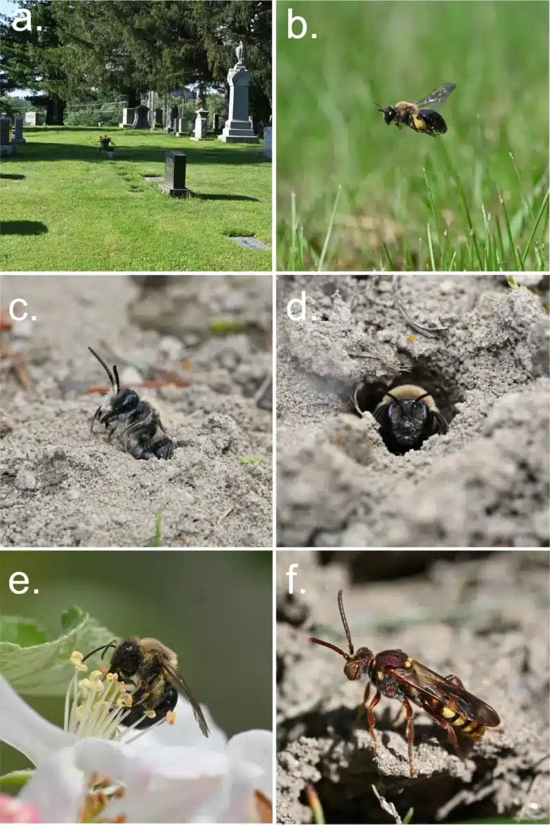 Overview Of The East Lawn Cemetery Site In Ithaca, New York And The Ground Nesting Bee Species Andrena Regularis.