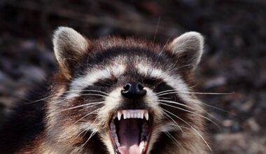 Rabid raccoon found in Greenville, vaccination clinic to be held in May