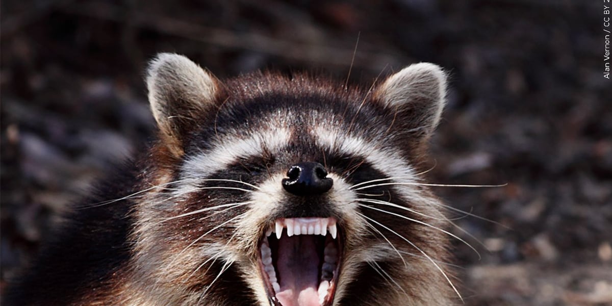Rabid raccoon found in Greenville, vaccination clinic to be held in May