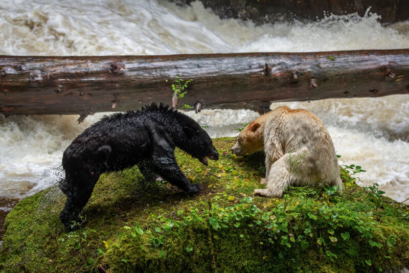 A black bear and a lighter-colored bear stand face to face on a mossy rock beside a rushing river, with a fallen log in the background.