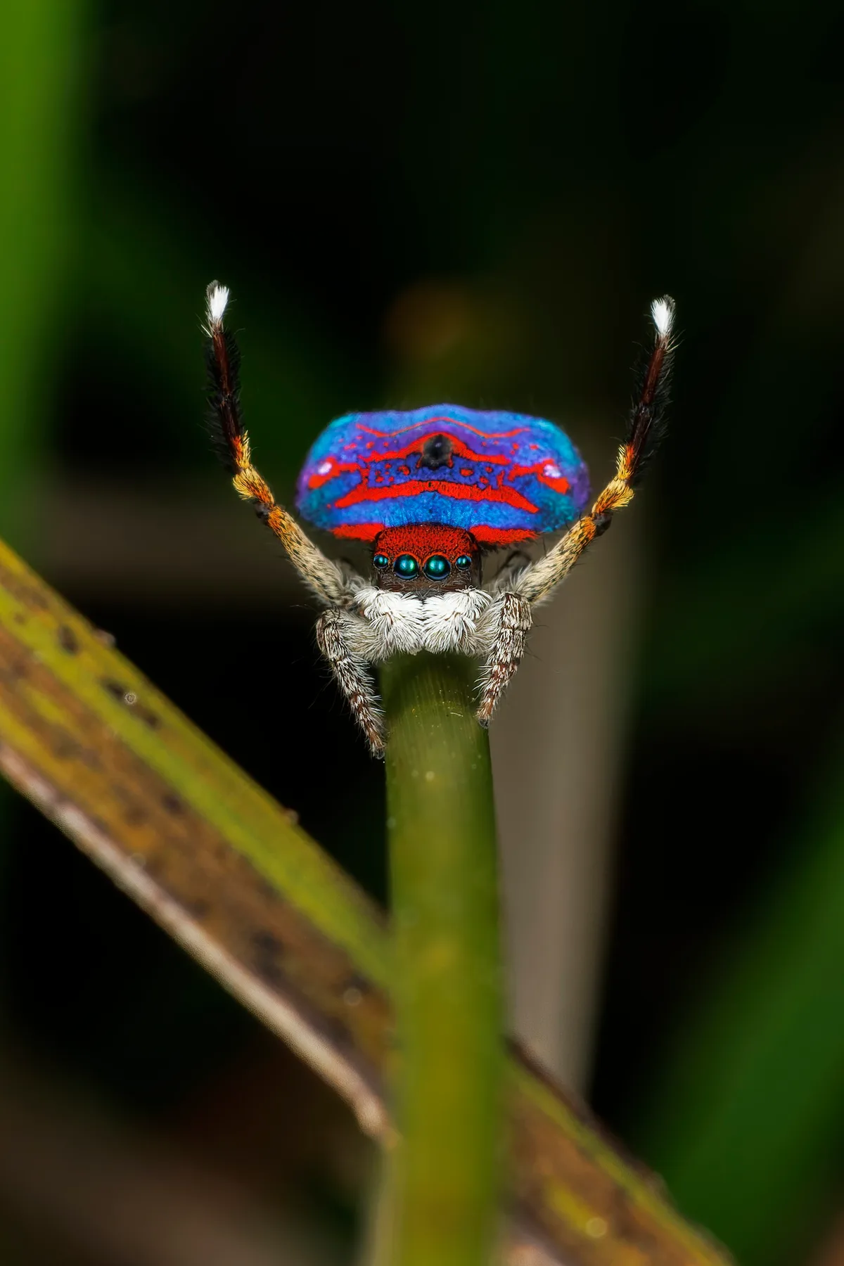 Peacock jumping spider