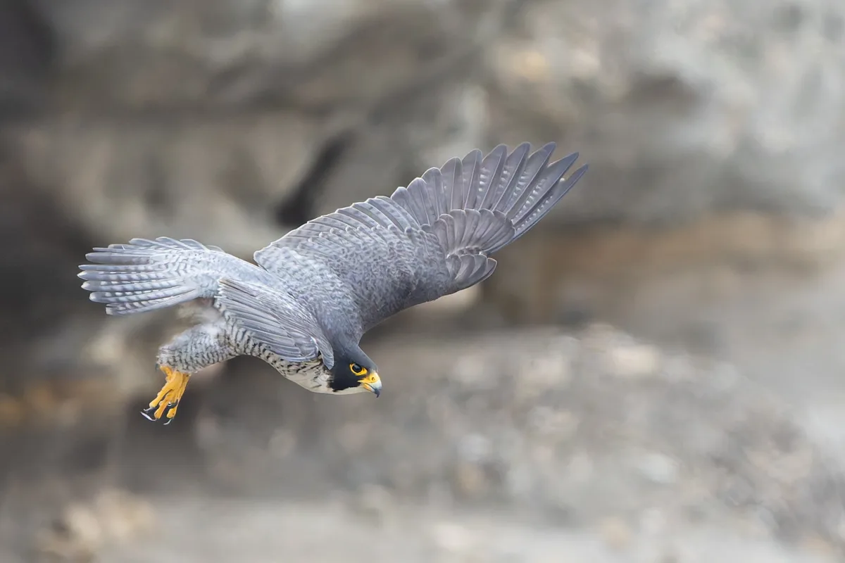 Peregrine