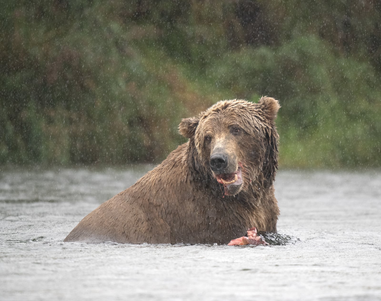 A wet brown bear stands in a river during rainfall, holding a partially eaten fish in its paws, with a blurred green background.