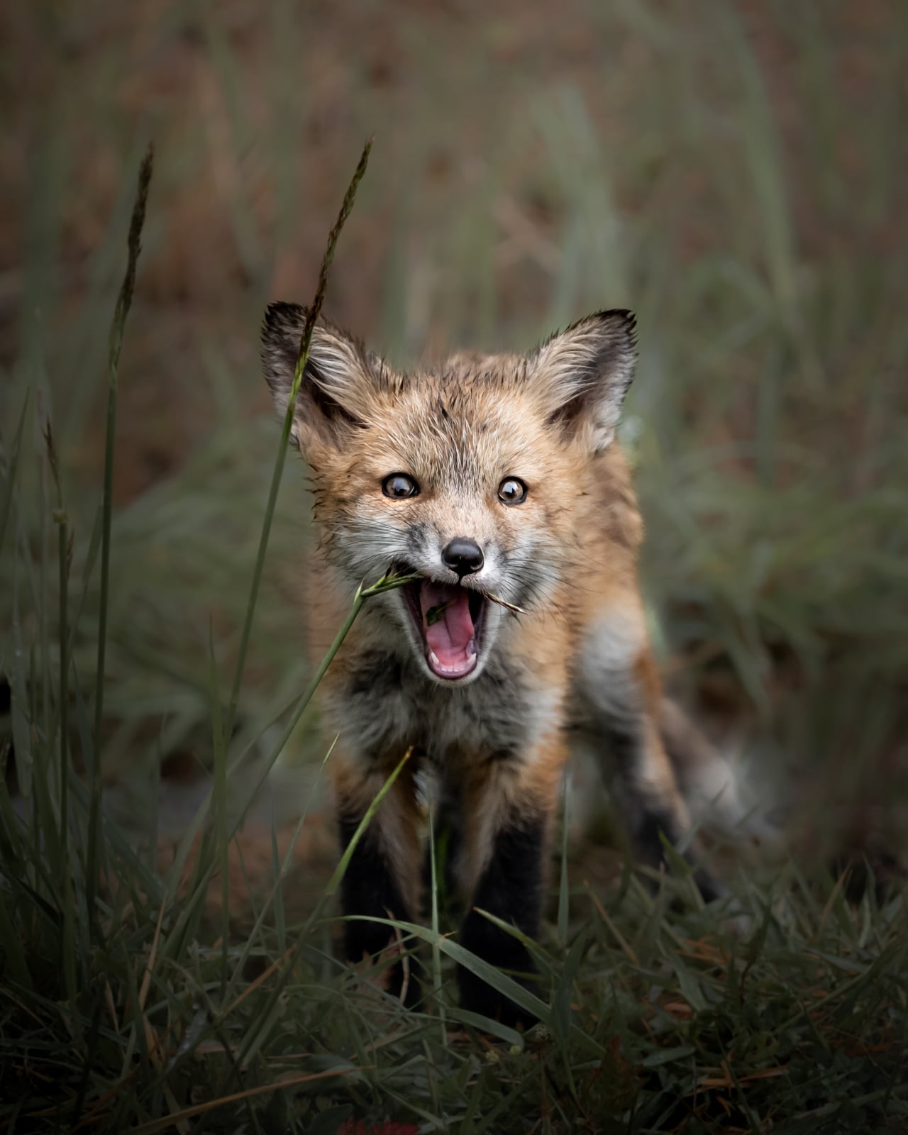 A young fox stands in tall grass with its mouth open, possibly mid-yawn or making a sound, looking directly at the camera with alert ears and bright eyes.