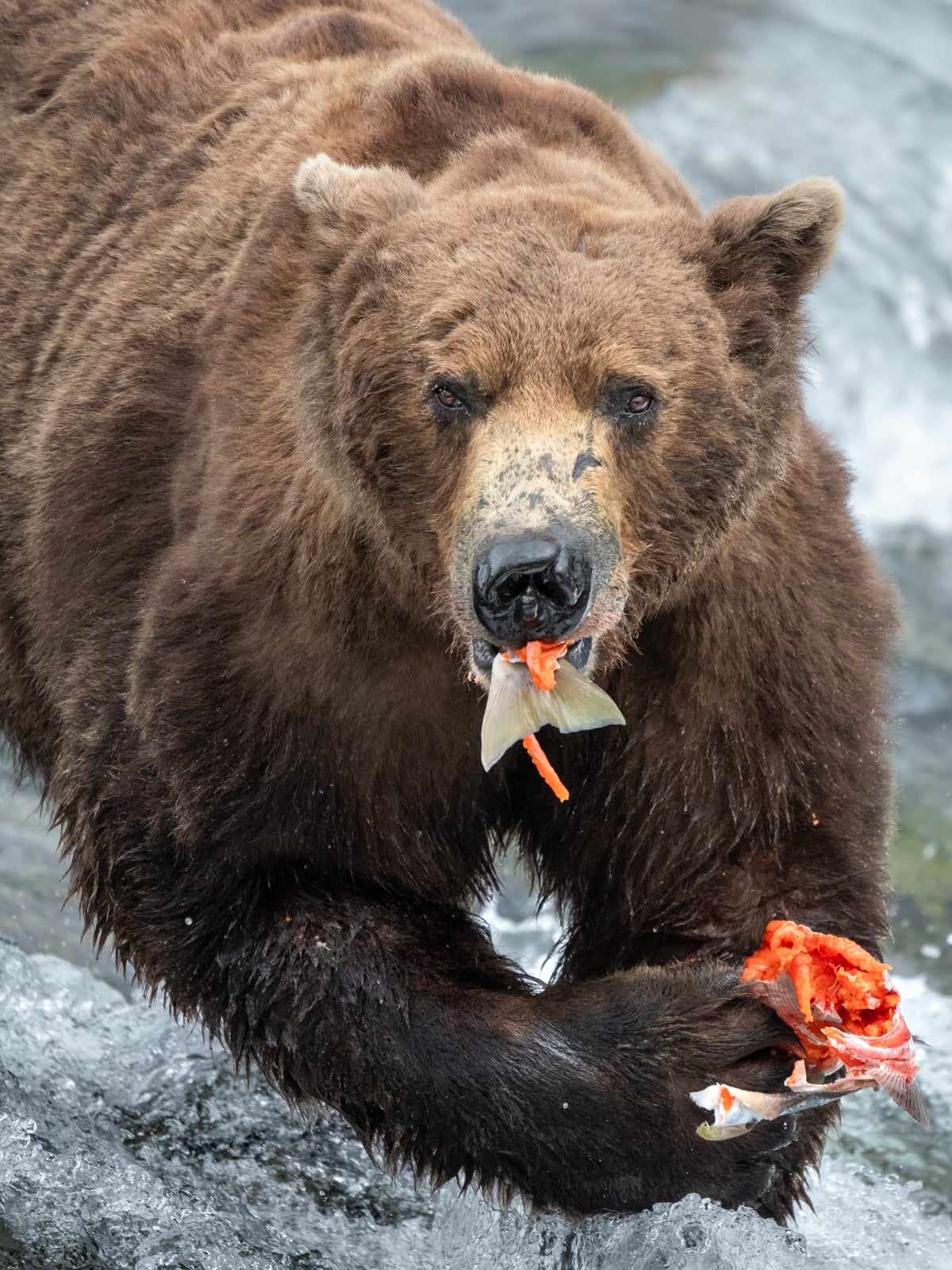 A large brown bear stands in a river holding a partially eaten fish in its mouth and paw, with water splashing around its legs.