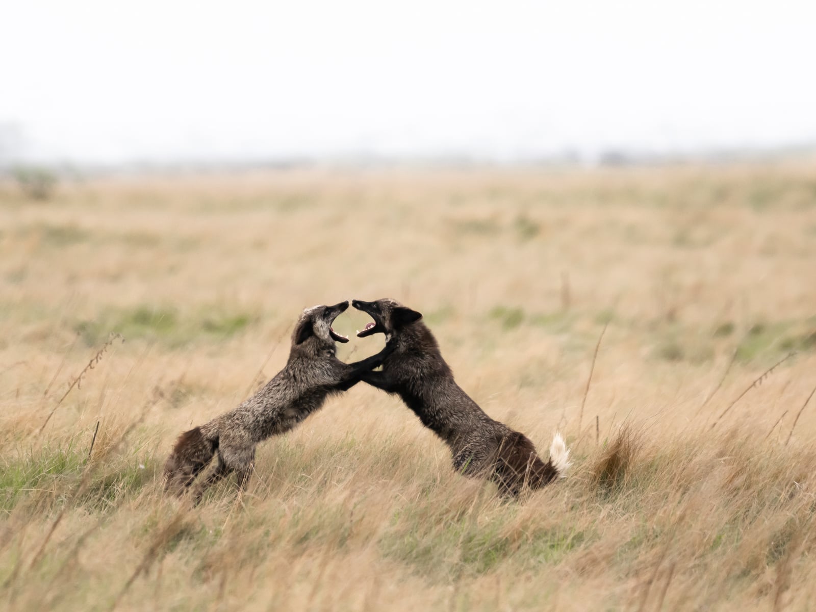 Two wild animals, possibly hyenas or similar mammals, standing on their hind legs and facing each other in tall, dry grass, appearing to play or fight. The background is an open grassy plain.