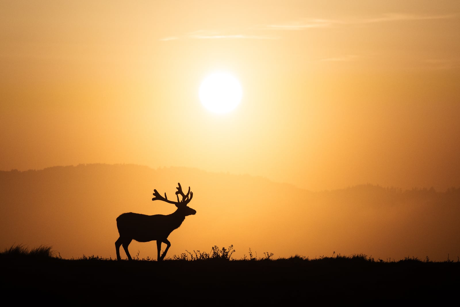 Silhouette of a deer with antlers standing on grassy ground at sunset, with an orange sky and the sun low above distant hills in the background.