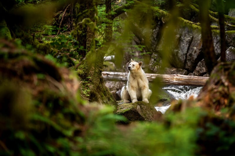 A white bear sits on a mossy rock in a lush green forest, with trees, ferns, and a fallen log nearby. A stream flows in the background, adding to the serene, natural scene.