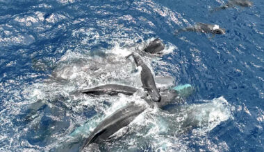 Female sperm whales lift a newborn sperm whale calf above water until it is able to swim on its own. Photo: Project CETI