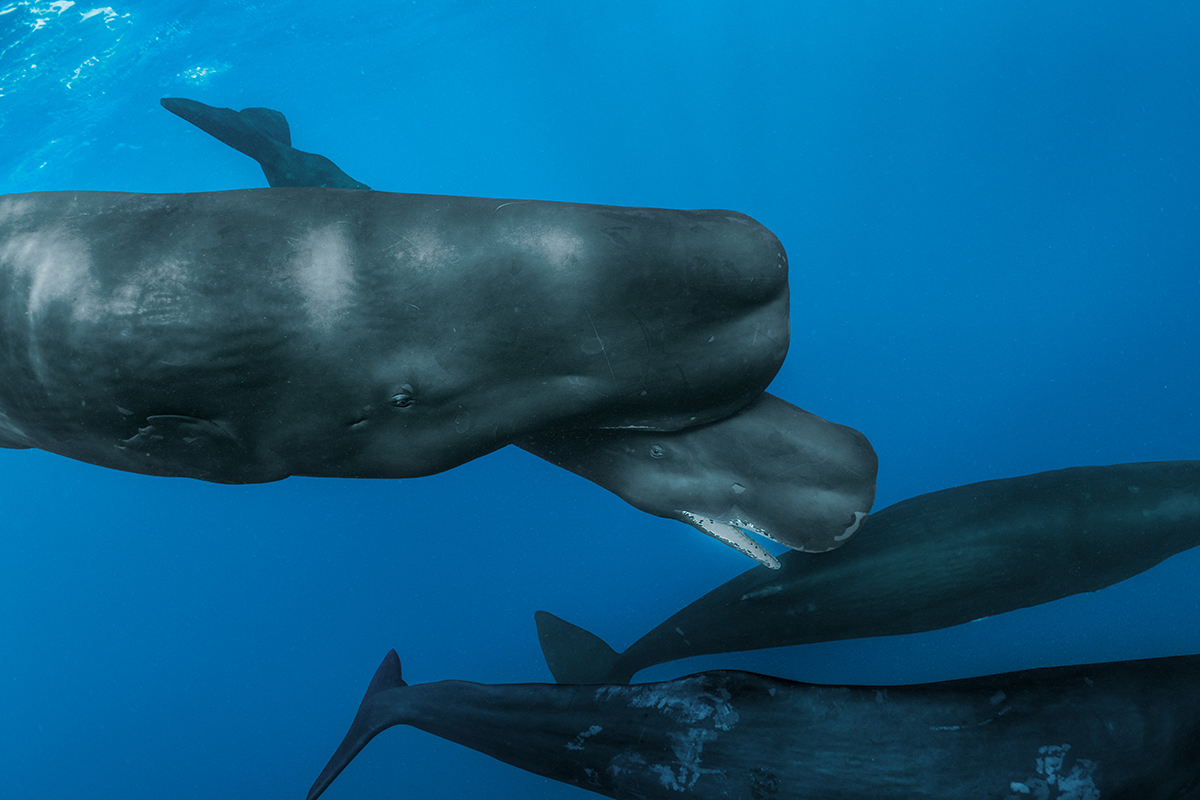 Members of a sperm whale family near the Caribbean island of Dominica are part of a clan that's culturally distinct from others. Each clan communicates in its own dialect of click patterns, like Morse code. Photo: Brian J. Skerry/National Geographic