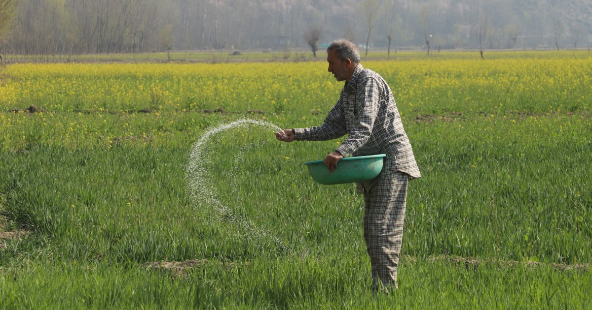 ‘It all depends on the crop’: Gulf crisis hits South Asia farmers | Agriculture News
