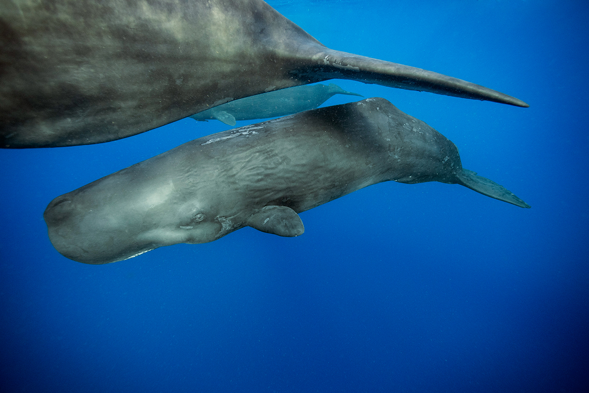 A sperm whale calf swims alongside its mother. Dominica, Caribbean Sea. Photo: Brian J. Skerry/National Geographic