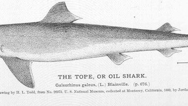 International Tope Shark Populations Proposed for Protection Under U.S. Endangered Species Act