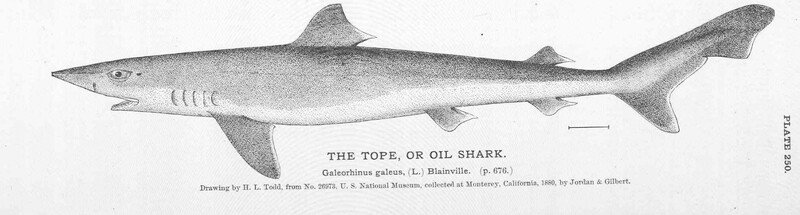 International Tope Shark Populations Proposed for Protection Under U.S. Endangered Species Act