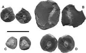 Rare Preservation Of Ancient Shark Egg Case Fragments