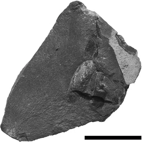 Rare Soft Bodied Shark Egg Case Preserved In Ancient Sediment From South Yorkshire