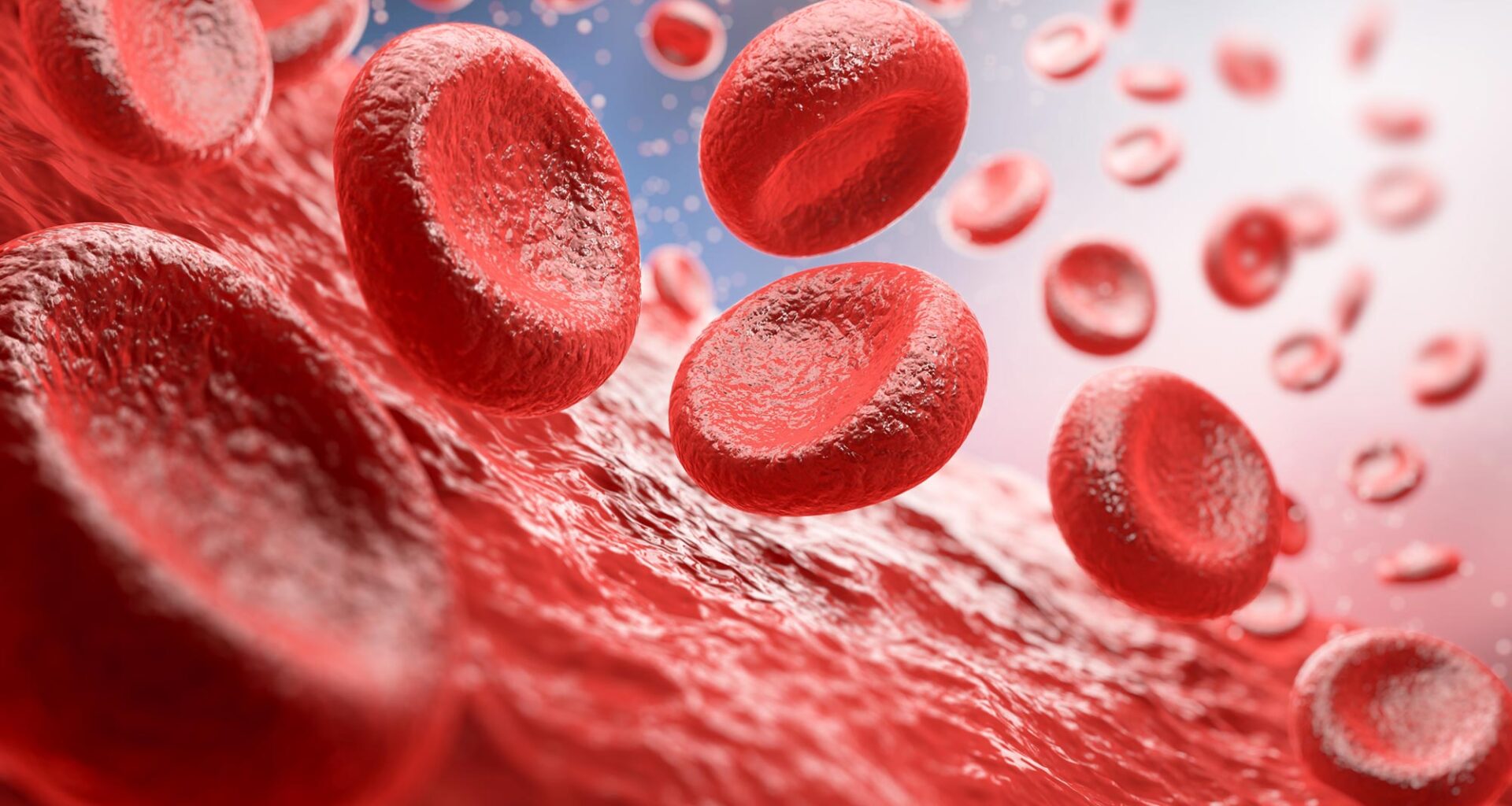 Red Blood Cells Artery Blood Flow